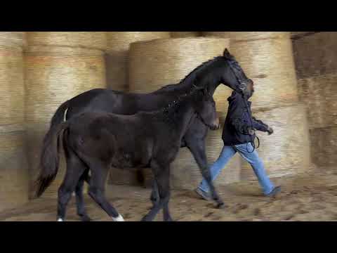 Räuberkönig von Sky Walker  - Lossow - Finley M geboren 02.August 2019