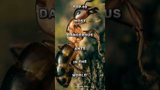 Download lagu Top 10 most dangerous ants in the world #insects #wildlife #facts #viralvideo mp3