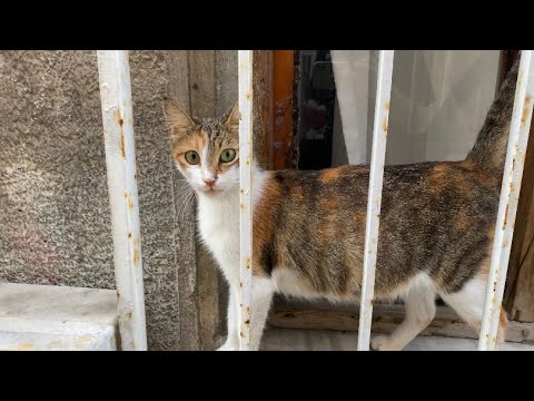 Sweet Pregnant Cat who will soon have kittens. I gave him food. she trusted me 🥰 PART 2