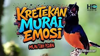 Download lagu KRETEKAN MURAI BATU MUNTAH ISIAN PANCING EMOSI LAWAN mp3 Download lagu KRETEKAN MURAI BATU MUNTAH ISIAN PANCING EMOSI LAWAN mp3