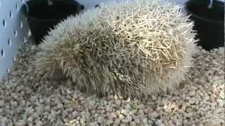 Live Hedgehog at Flea market Animal Swap in Indiana