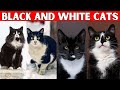 Top 5 Black And White Cat Breeds Best Tuxedo Cat Breeds