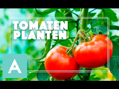 , title : 'Tomaten planten! - Grow, Cook, Eat #29'