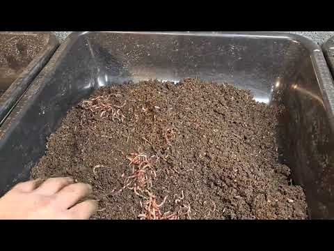 resetting the red wigger breeder bins