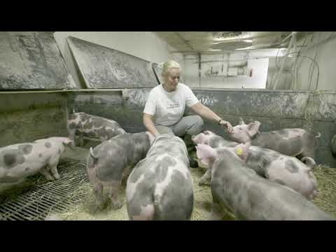 , title : 'ENG: Features of Pietrain Denmark Purebred Pigs'