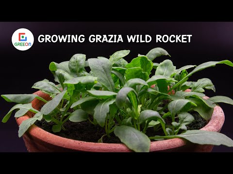 Growing Grazia Wild Rocket Time Lapse 28 Days