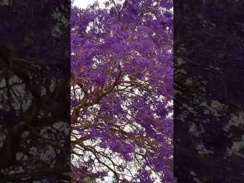 Florada de espécie nativa Pau D'arco. Bataguassú. Mato Grosso do Sul .