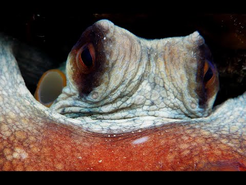 TIHOMIR TV - OCTOPUS (Official Educational Video)