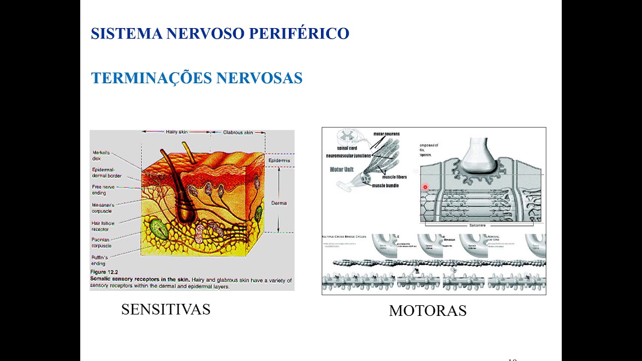 [Fisiologia Veterinária I] Introdução ao sistema nervoso - 4. Divisão anátomo-fisiológica