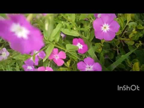 Beautiful flowers in Mysore palace/ mood Relaxing.. Beautiful Nature ./ Garden