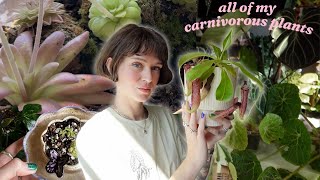 carnivorous plant collection: updates, care, + wishlist 🌱🌸  (pinguicula & nepenthes)