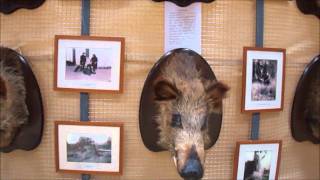 preview picture of video 'Exposición de animales disecados en Tardelcuende'
