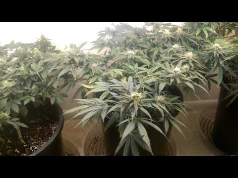 Critical Sensi Star Week 14 Week 7 Flower.mp4