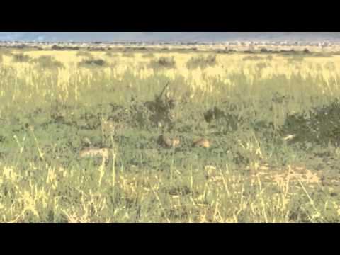 Mongoose at Kenyan Savanha