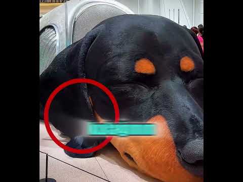 Dünyanın en büyük köpeği! GERÇEK Mİ 🤯🔥