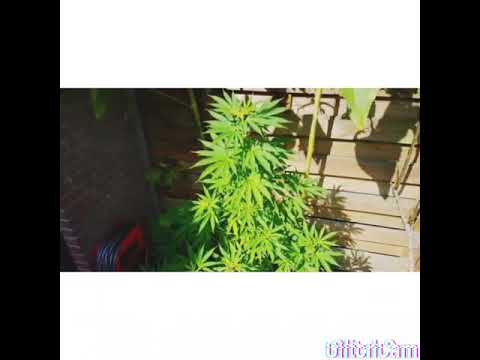 Jahfazon ek israelite Zenfan Jah Jah