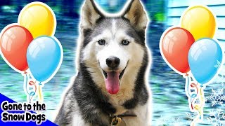 Happy Birthday Shiloh the Husky, We Miss You