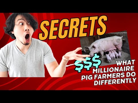 Secrets of Millionaire Pig Farmers: Start Pig Farming in Kenya