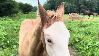 Episode 82 - Horses, Dogs, Cows Oh My!!