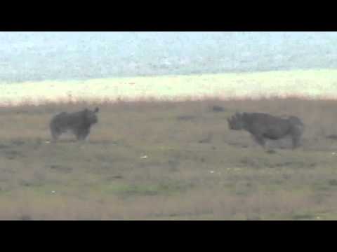 Rhinoceri in the Ngorongoro Crater