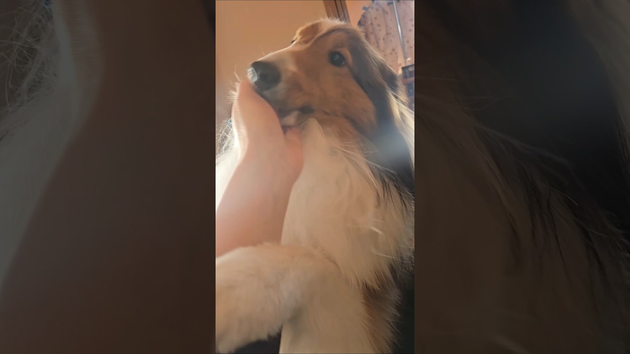 もうすぐ3歳なうちの犬 #犬 #シェットランドシープドッグ