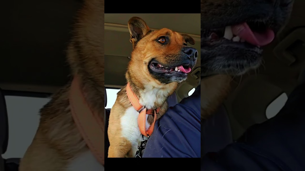 Enlarge River, a Adoptable mixed breed in Lubbock, TX video 6/6