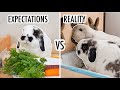 Life with Bunnies | Expectation vs Reality 🐰🏡