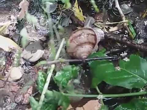 Un izvor magic, în apropiere de Bistrița...