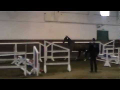 Bérénice von Cascari x Capitol 1 *2009