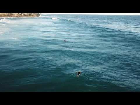 FrantiK Krantik : Bapang [official video]