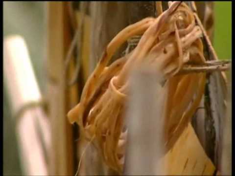 Birch Bark Canoe Ray Mears Bushcraft S2E1 part 3