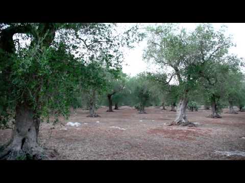 Kiuppo ft Lady Beat - Animi [KR] (Official Video HD)