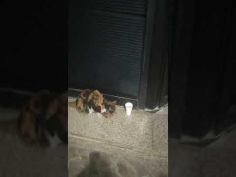 Isang  buntis n pusa nnman sa UAE hamdan 😂xa ai gutom