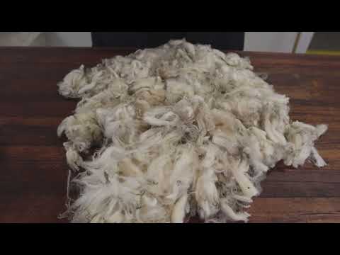 Lambs wool