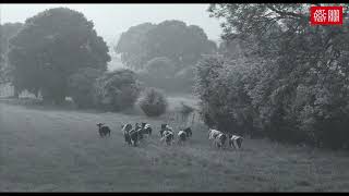 GUNDA | Артдокфест 2020 | Конкурс | Трейлер