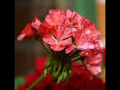 Koroški akademski oktet - To je tista rožica