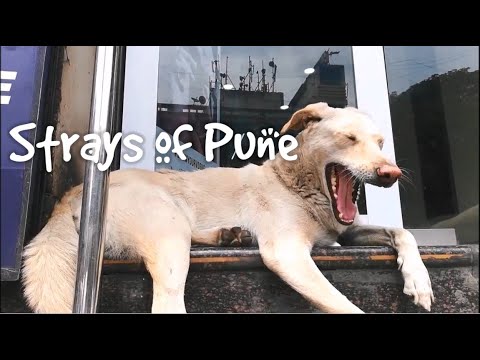 Stray Dogs of Pune | Compilation