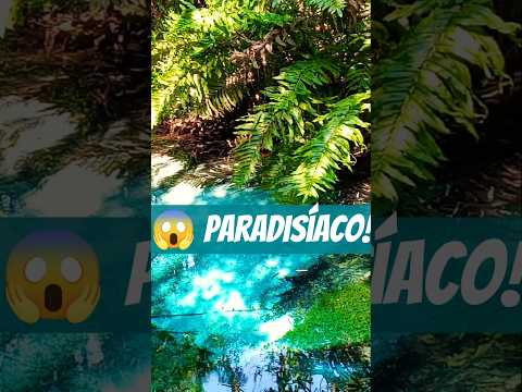 😍 O Jardim do Éden seria assim? Um belo paraíso em Bonito, MS #brasil #sucuri #rio #natureza #beleza