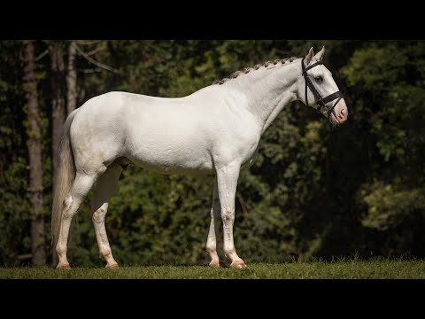 Horse for Sale | Piro free Lusitano gelding with expressive piaffe (REF#719)
