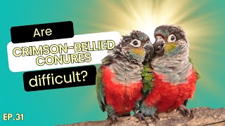 The truth about crimson bellied conures!😮