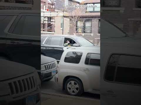 Chicago: Shots Fired During Protests Against Immigration Raid | Firstpost | N18G