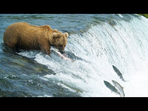 Saving Wild Salmon Populations | Our Frozen Planet | BBC Earth