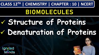 Class 12th Chemistry | Structure of Proteins | Denaturation of Proteins | Chapter 10: Biomolecules