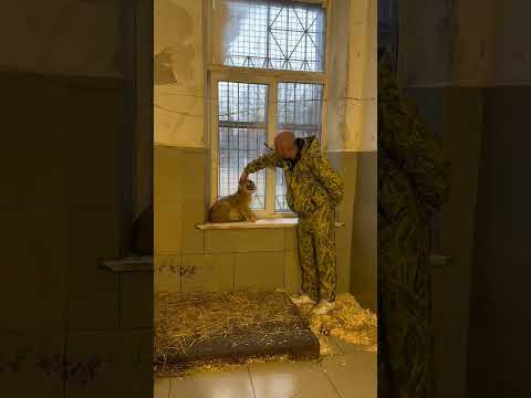 Лев ещё не определился можно его гладить или нет 😁🦁