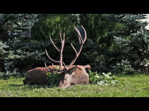 Alter Sechzehnender erlegt - Jagd zur Hirschbrunft in Polen / Masuren