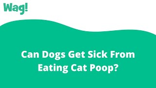 Can Dogs Get Sick From Eating Cat Poop? | Wag!