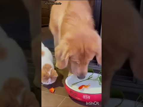 tu aimes bien ça#pet#cute#funny dog#shorts