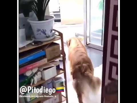 Los perros que ablan