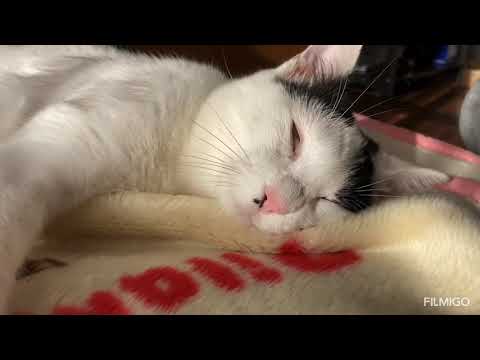 Cat in Rem Sleep