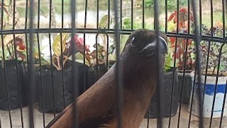 Download lagu Suara Pentet Raja gacor bagus untuk burung bahan mp3